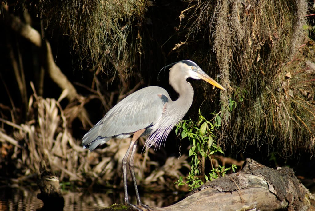 The Great Blue Heron