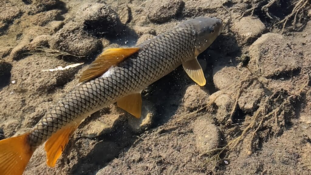 River redhourse in nith river