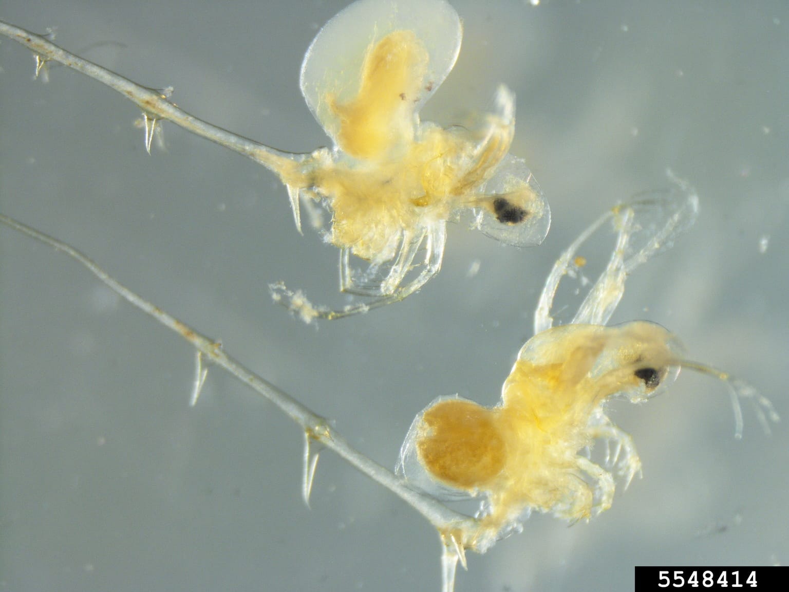 Spiny waterflea invasive species
