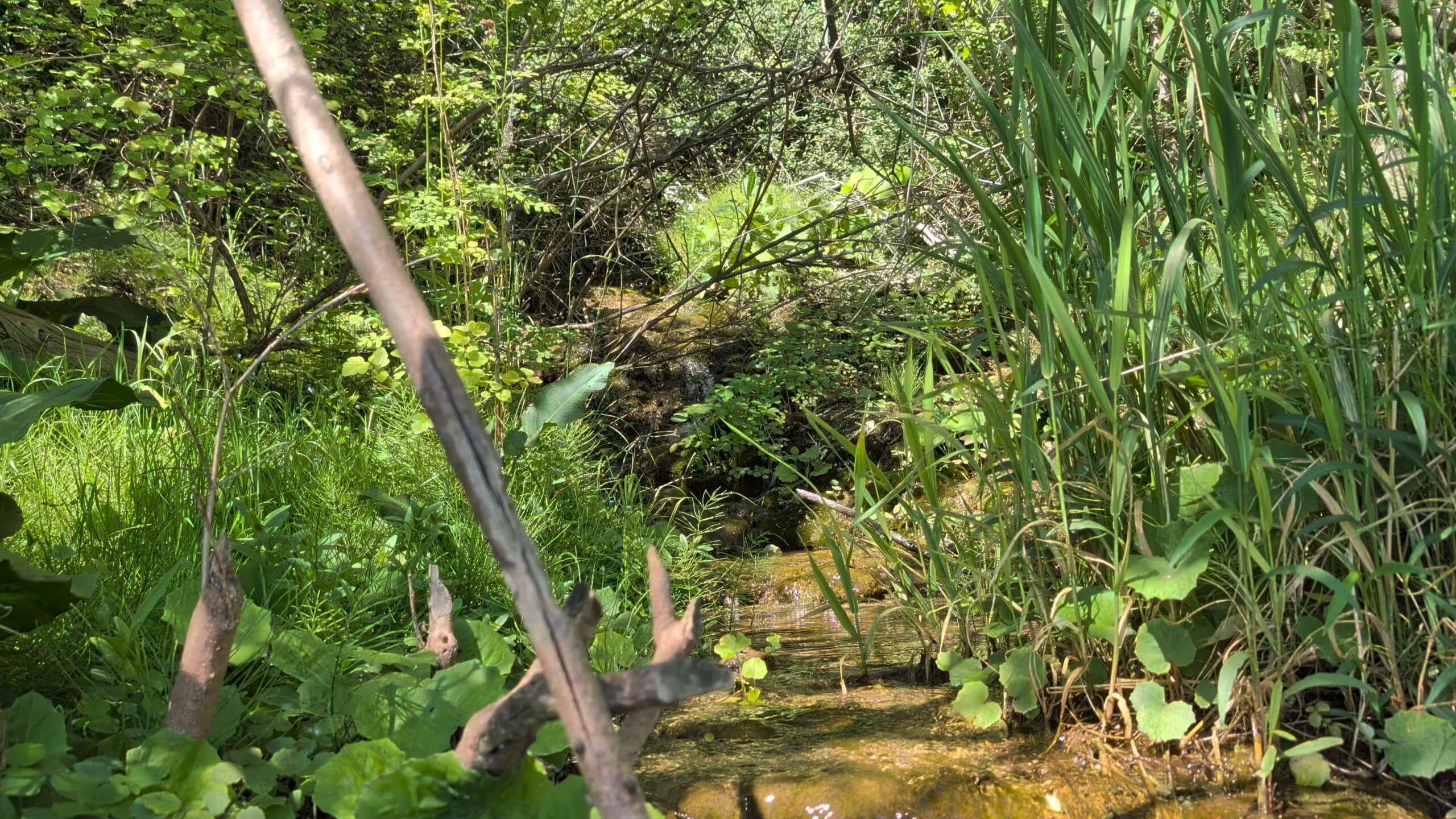 Natural spring through the trees