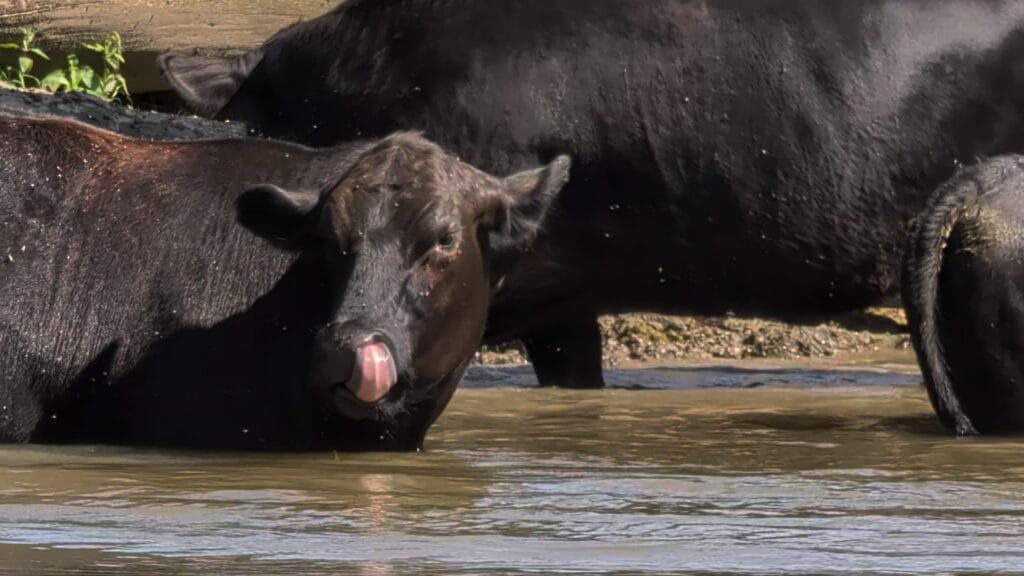 Cows in the water in Big Creek