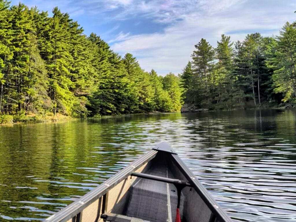 Pines on smokey lake