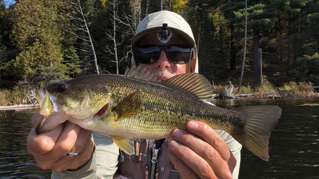 A small largemouth bass caught on a rest day in an unnamed lake